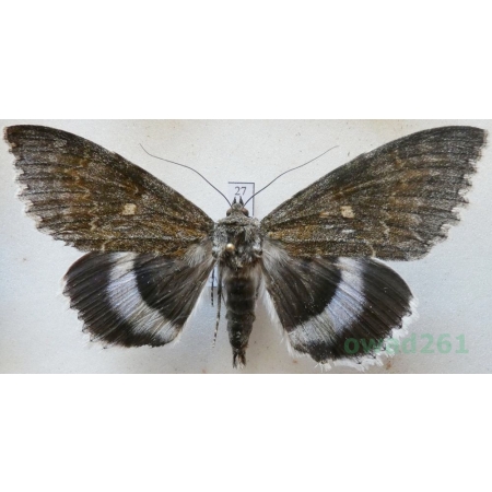 Catocala fraxini (Linnaeus, 1758) male Wstęgówka jesionka ex. ovo Czech 83mm27